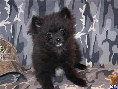 Akc Male Pom for sale - Reasonable prices